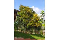 Fincas y Casas Campestres, Venta, La Elvira - $250.000.000