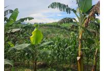 Lotes, Venta, Pereira - $225.000.000