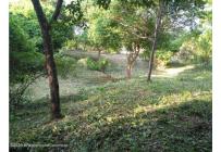 Lotes, Venta, Ricaurte - $500.000.000