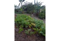 Fincas y Casas Campestres, Venta, Yumbo - $260.000.000