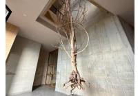 Apartamentos, Alquiler, Bellavista - $12.500.000