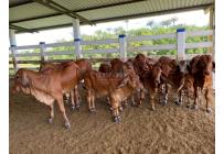 Fincas y Casas Campestres, Venta, Villavicencio - $2.160.000.000