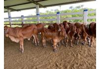 Fincas y Casas Campestres, Venta, Villavicencio - $2.160.000.000