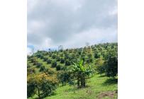 Fincas y Casas Campestres, Venta, Calima (Darién) - $1.850.000.000