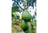 Fincas y Casas Campestres, Venta, Calima (Darién) - $1.850.000.000