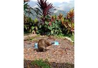 Lotes, Venta, Cristo Rey - $290.000.000