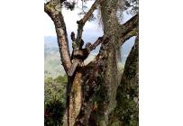 Lotes, Venta, Cristo Rey - $290.000.000