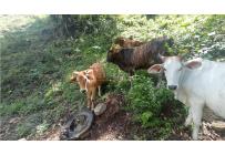 Fincas y Casas Campestres, Venta, Restrepo - $480.000.000