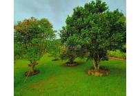 Fincas y Casas Campestres, Venta, Dagua - $700.000.000