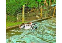 Fincas y Casas Campestres, Venta, Dagua - $700.000.000