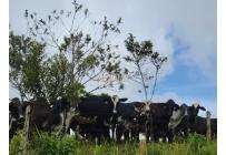 Fincas y Casas Campestres, Venta, La Cumbre - $5.511.000.000