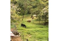 Fincas y Casas Campestres, Venta, Obando - $1.350.000.000