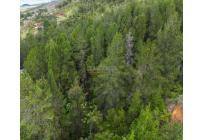 Lotes, Venta, Dagua - $290.000.000