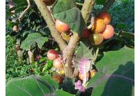 Fincas y Casas Campestres, Venta, Ginebra - $350.000.000