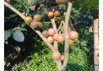 Fincas y Casas Campestres, Venta, Ginebra - $350.000.000