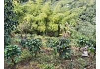 Fincas y Casas Campestres, Venta, Ginebra - $350.000.000