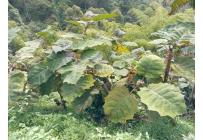 Fincas y Casas Campestres, Venta, Ginebra - $350.000.000