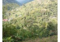 Fincas y Casas Campestres, Venta, Ginebra - $350.000.000