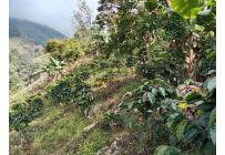 Fincas y Casas Campestres, Venta, Ginebra - $350.000.000