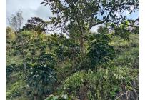 Fincas y Casas Campestres, Venta, Ginebra - $350.000.000