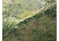 Fincas y Casas Campestres, Venta, Ginebra - $350.000.000