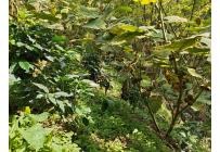 Fincas y Casas Campestres, Venta, Ginebra - $350.000.000