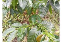 Fincas y Casas Campestres, Venta, Ginebra - $350.000.000