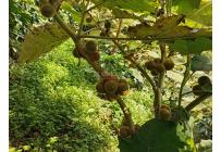 Fincas y Casas Campestres, Venta, Ginebra - $350.000.000