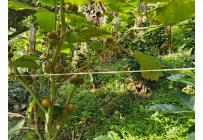 Fincas y Casas Campestres, Venta, Ginebra - $350.000.000