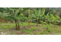 Fincas y Casas Campestres, Venta, Guacarí - $80.000.000