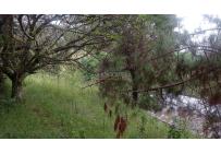 Lotes, Venta, Bella Suiza - $375.000.000