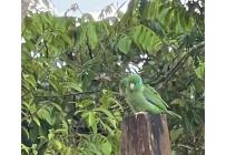 Fincas y Casas Campestres, Venta, Dagua - $480.000.000