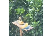 Fincas y Casas Campestres, Venta, Dagua - $480.000.000