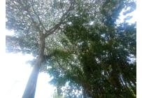 Lotes, Venta, Palmira - $415.000.000