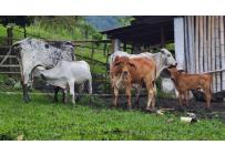 Fincas y Casas Campestres, Venta, Pradera - $1.750.000.000