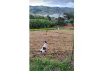 Lotes, Venta, Calima (Darién) - $960.000.000