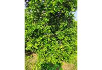 Lotes, Venta, Candelaria - $980.000.000