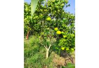 Lotes, Venta, Candelaria - $980.000.000