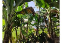 Lotes, Venta, Candelaria - $980.000.000