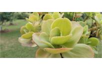 Fincas y Casas Campestres, Venta, Dagua - $550.000.000