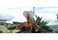 Fincas y Casas Campestres, Venta, Dagua - $550.000.000