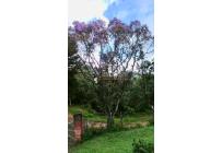 Fincas y Casas Campestres, Venta, La Elvira - $450.000.000