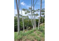 Lotes, Venta, Pance - $1.400.000.000