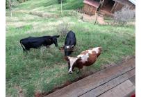 Fincas y Casas Campestres, Venta, La Elvira - $550.000.000