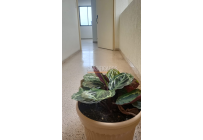 Apartamentos, Alquiler, El Cedro - $1.100.000