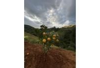 Lotes, Venta, Chachagüí