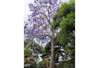 Fincas y Casas Campestres, Venta, Buitrera - $560.000.000