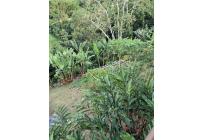 Fincas y Casas Campestres, Venta, Yotoco - $1.050.000.000