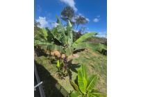 Fincas y Casas Campestres, Venta, Dagua - $860.000.000