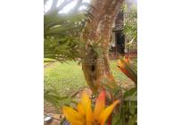 Fincas y Casas Campestres, Venta, La Cumbre - $320.000.000